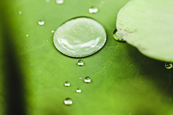 Зелений лист з краплями води
  - Фото, зображення