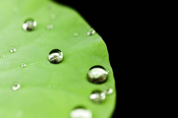 水の滴と緑の葉  - 写真・画像