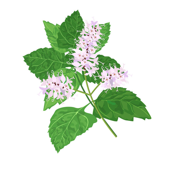 Patchouli known as Pogostemon cablini. Vector illustration on white background. for cooking, cosmetics, Herbal medicine, health care, ointments, perfumery, health care labels - Vektori, kuva