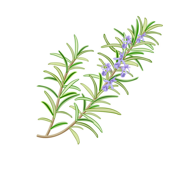 Rosemary herb. Rosmarinus officinalis. Leaves and flowers. Vector illustration. for cooking, cosmetics, Herbal medicine, health care, ointments, perfumery, health care labels - Vector, Image