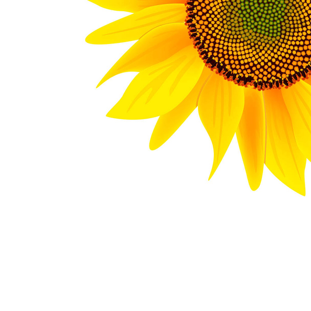 Luonnollinen auringonkukkaöljy etiketti tai mainonta juliste vektori kuva. Banner auringonkukka öljytuote, ekoöljy auringonkukka
 - Vektori, kuva