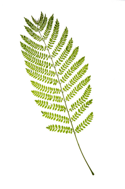 Green leaf texture detail in white background - Foto, Imagem