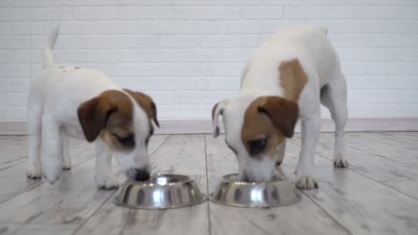 Kaksi koiraa syö ruokaa kulhosta.
 - Materiaali, video