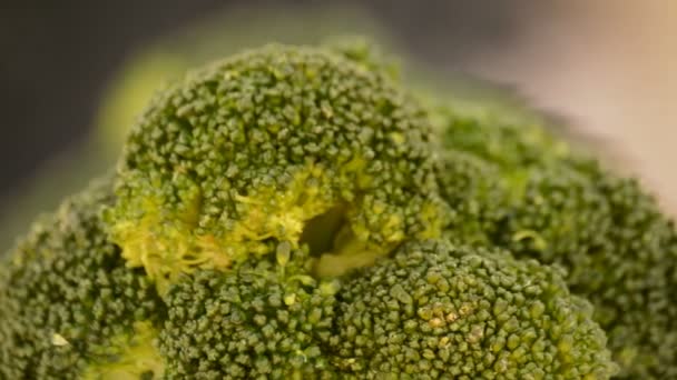 Broccoli loop.Close-up
. - Filmagem, Vídeo