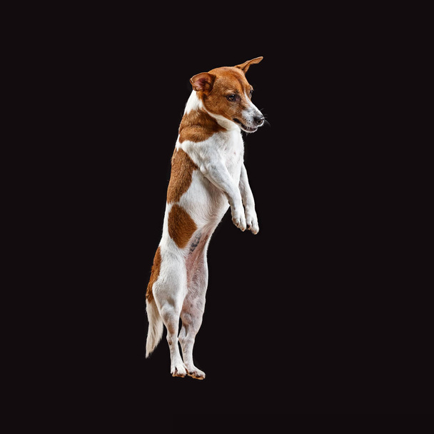 Jack Russell Terrier, isolated on black - Foto, Imagen