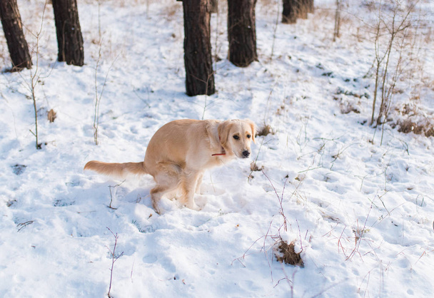 The dog croaking on white snow in the forest - Photo, Image