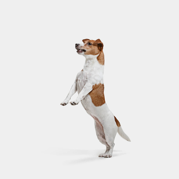 Jack Russell Terrier, isolated on white - Фото, изображение