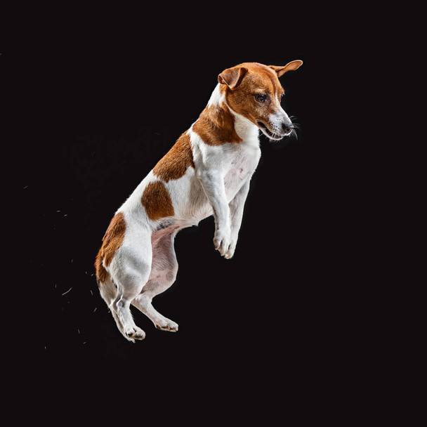 Jack Russell Terrier, isolated on black - Foto, imagen