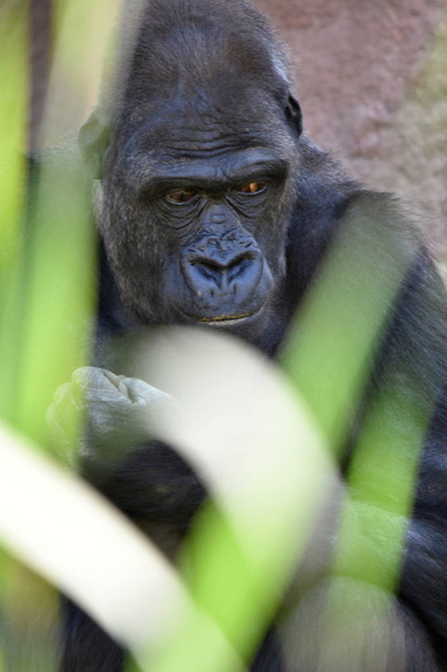 Западная горилла (горилла)
) - Фото, изображение