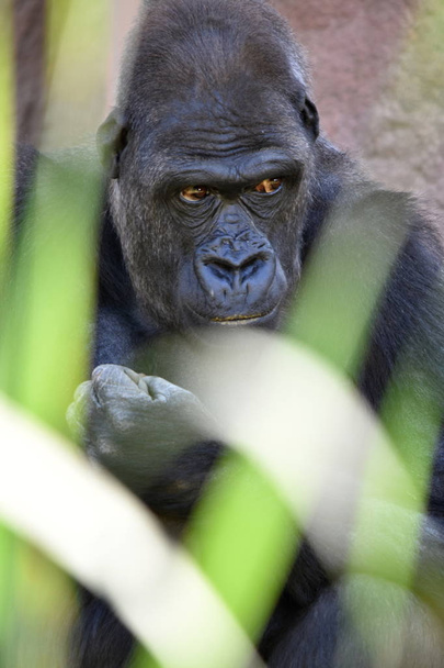Західні горила (горили горили) - Фото, зображення