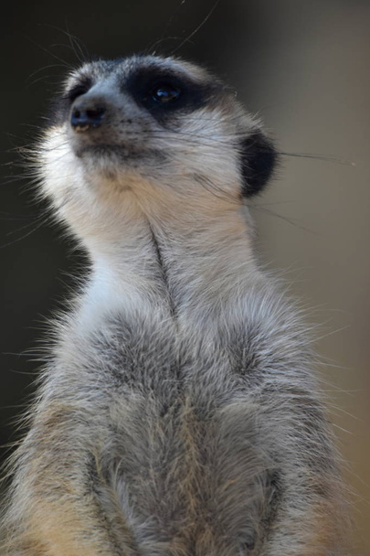 Erdmännchen (suricata suricatta) auf der Wache - Foto, Bild