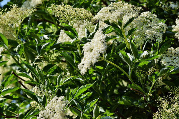 Цвіте старійшина (Sambucus nigra) в саду
 - Фото, зображення