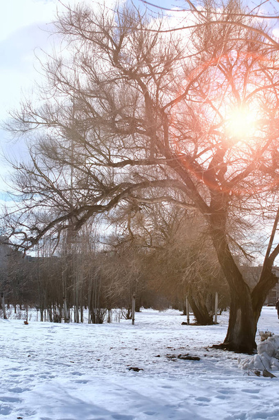 inverno foresta paesaggio luce solare e neve
 - Foto, immagini