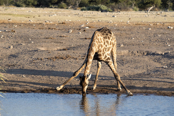 South African giraffe, Giraffa giraffa giraffa, drinking in waterhole, Etosha National Park, Namibia - Photo, Image