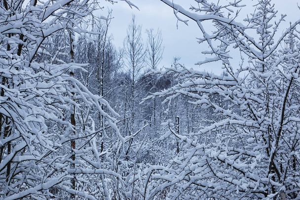 winter forest landscape sunlight and snow - Foto, immagini