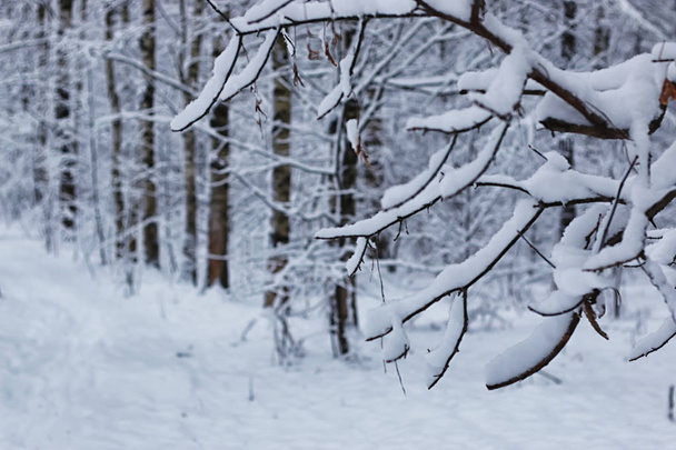 冬の森の風景日光と雪 - 写真・画像