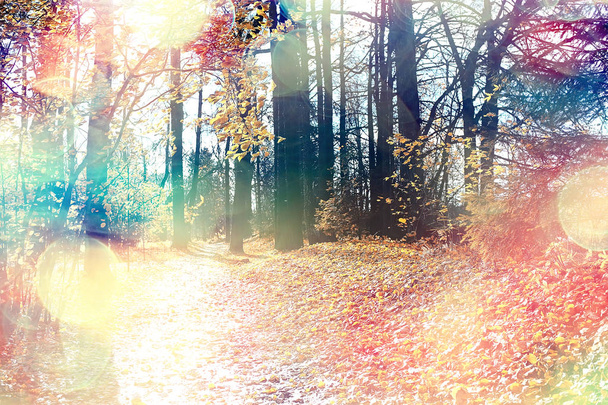 gyönyörű őszi erdőben táj. Sárga erdő, a fák és a levelek október táj a parkban - Fotó, kép