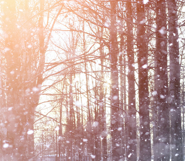 Talvi maisema lumen peitossa lakeuksia. Puisto talvella
  - Valokuva, kuva