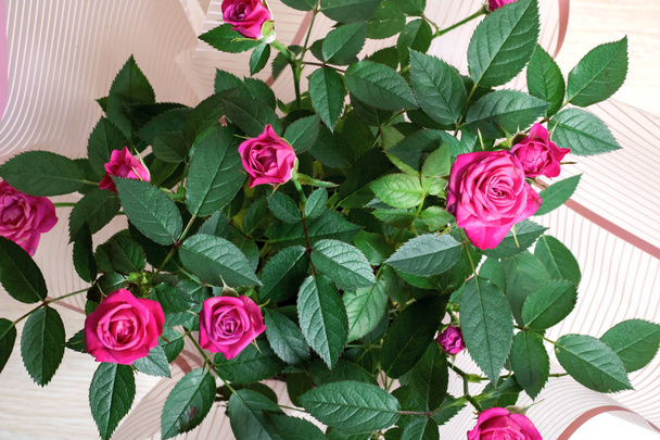 Rose rose bourgeons gros plan sur
  - Photo, image