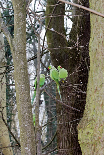 Örvös törpepapagájok fák, Franciaország erdő között - Fotó, kép