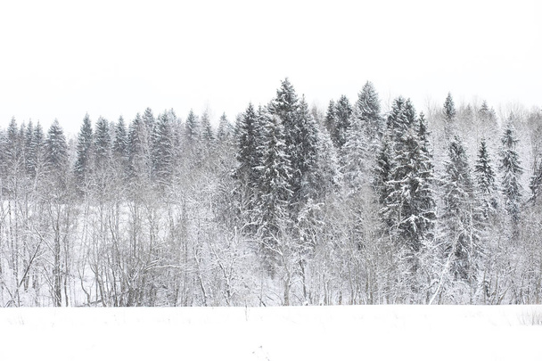 Landscape in the winter cloudy day - Foto, imagen