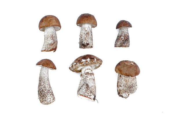 Brown cap boletus leccinum scabrum collection isolated on white background. - Foto, afbeelding