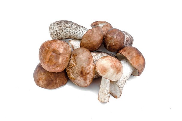 Heap of brown cap boletus lessinum scabrum isolated on white background. - Foto, afbeelding
