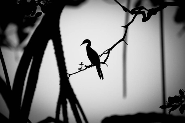 ombra di un cormorano arroccato su un albero
 - Foto, immagini