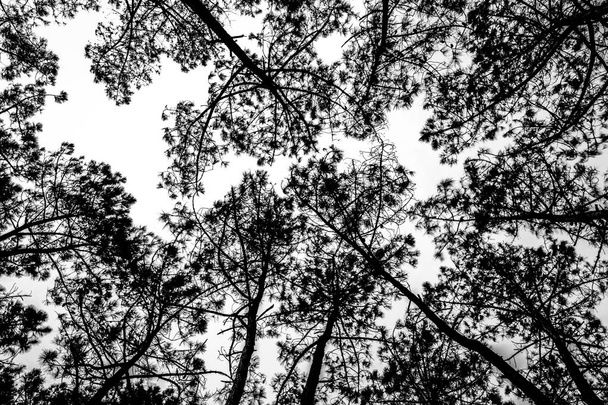 Balck y imagen blanca de pinos altos
  - Foto, imagen