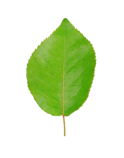 Uma folha verde isolada no fundo branco
 - Foto, Imagem