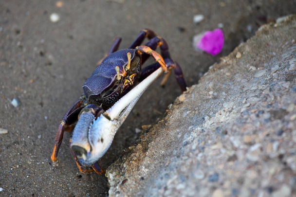 Fiddler Crab Free Stock Photos Images