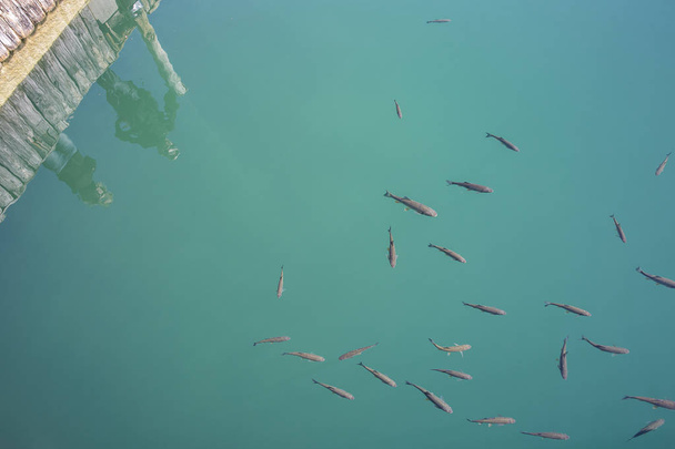Ψάρια που κολυμπούν σε πεντακάθαρα γαλαζοπράσινα νερά της λίμνης με σιλουέτες ανθρώπων που βλέπουν να αντανακλούν στο νερό, εθνικό πάρκο "λίμνες Πλίτβιτσε", Κροατία - Φωτογραφία, εικόνα