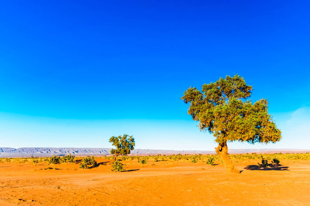 Переглянути на акації дерево в пустелі Сахара - Марокко - Фото, зображення