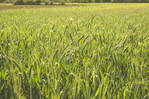 champ avec jeune culture de blé vert
 - Photo, image