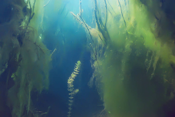 ekosystém rybníka pod vodou s řasami Zelený svět do hloubky   - Fotografie, Obrázek