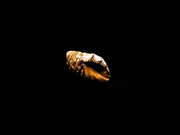 закрыть фотографию красивых подводных раковин с побережья Азии
 - Фото, изображение