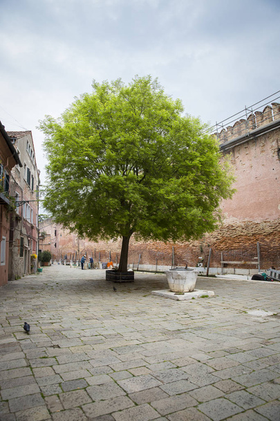 pequena praça da cidade ou praça com uma árvore verde, Veneza, Itália
  - Foto, Imagem
