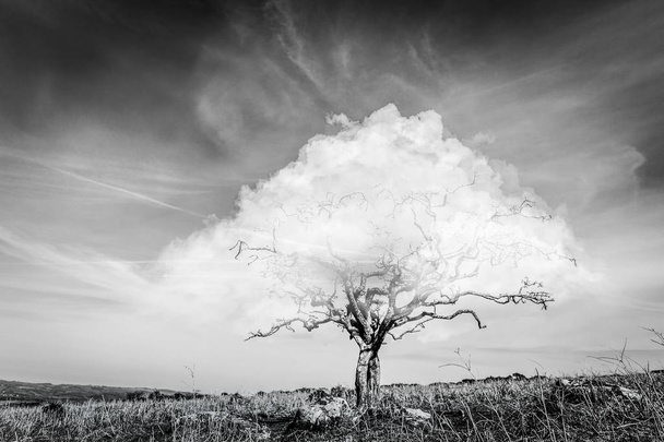 Surrealistic fantasy tree with a cloud instead of crown of leaves with blue sky and dry yellow grass - Photo, Image