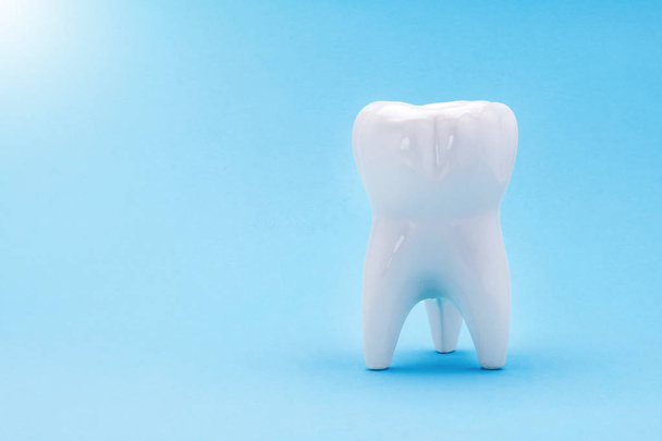 青色の背景にヒトの歯のクローズ アップのセラミック モデル。歯科における治療概念として複数ルート白臼歯。コピー スペース - 写真・画像