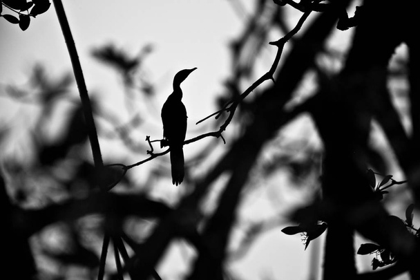 ombra di un cormorano arroccato su un albero
 - Foto, immagini