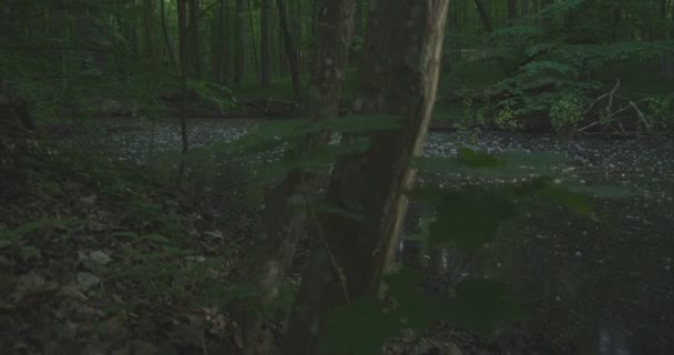 4k - ein See im ruhigen Morgenwald, Zeitlupe - Filmmaterial, Video