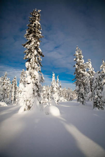 Zimowy Krajobraz Skandynawski, Finlandia - Zdjęcie, obraz
