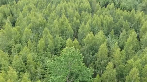 Φύλλα δέντρο δάσος κορυφές φόντο το καλοκαίρι, εναέρια άποψη - Πλάνα, βίντεο