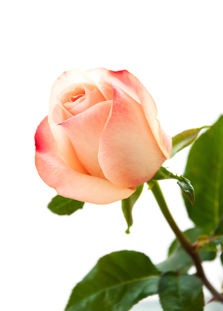 Pink rose on white - Fotoğraf, Görsel