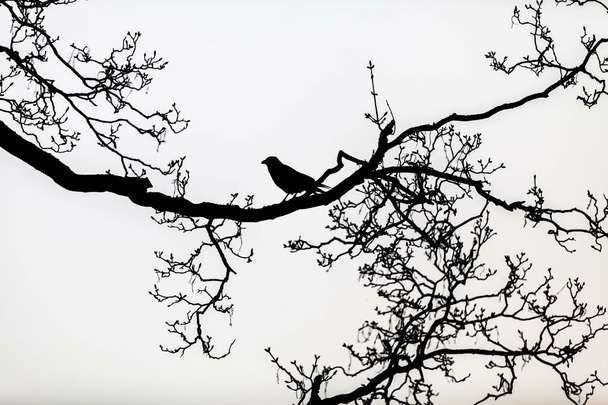 schwarze Silhouette eines Raben, der auf den kahlen Ästen eines Baumes thront - Foto, Bild