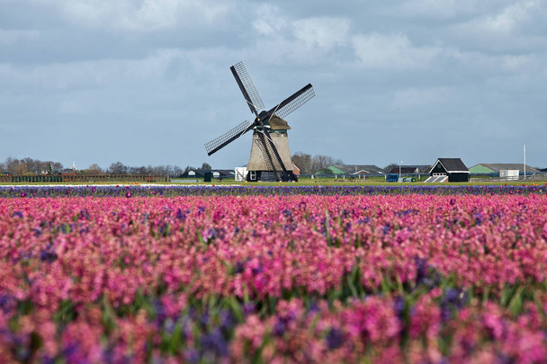 オランダの春、風車を背景にしたピンクのチューリップ畑 - 写真・画像