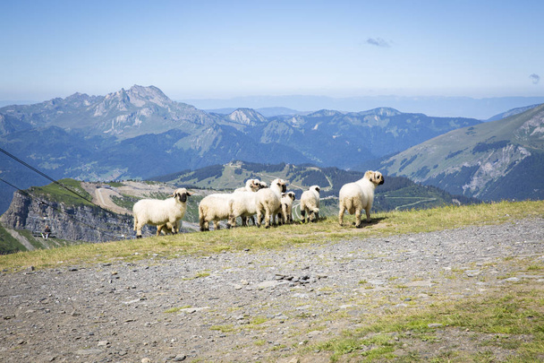 Green summer alpine landscape with cattle of sheeps, view over Swiss Alps mountain massif, Canton du Valais, Switzerland - Photo, Image