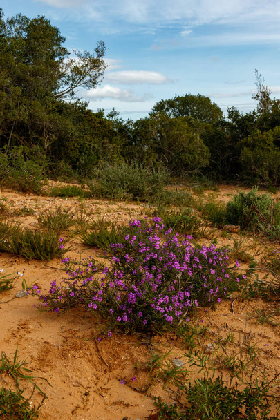 Fiori viola che crescono in un grande mazzo nel campo
 - Foto, immagini