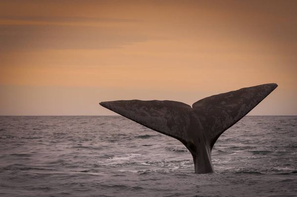Southern right whale at Patagonia Argentina - Photo, Image