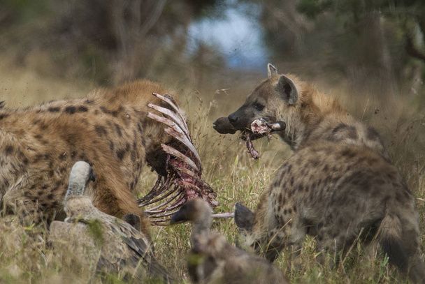 Güney Afrika'nın vahşi doğada sırtlan - Fotoğraf, Görsel